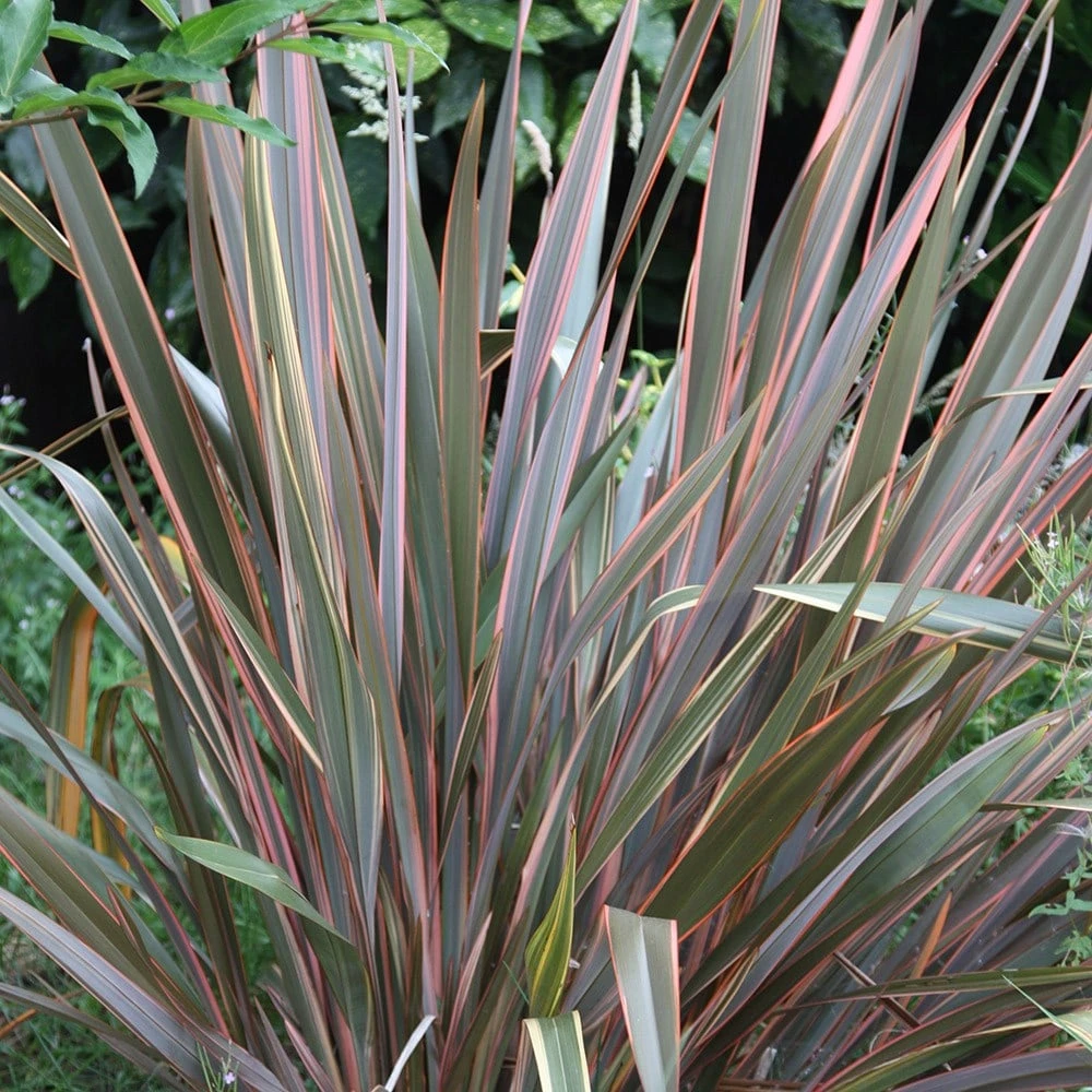 Phormium 'Maori Queen' 2 Phormium 'Maori Queen' - Image 2