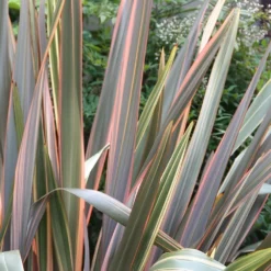 Phormium 'Maori Queen' 5 Phormium 'Maori Queen' -Cheap Plants Store pl0000004214 card3 lg