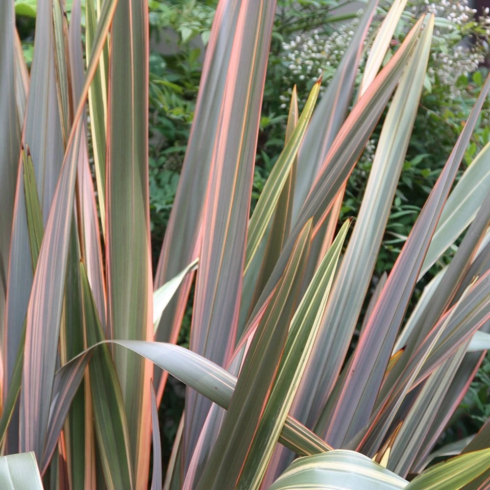Phormium 'Maori Queen' 3 Phormium 'Maori Queen' - Image 3