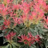 Pieris 'Flaming Silver'