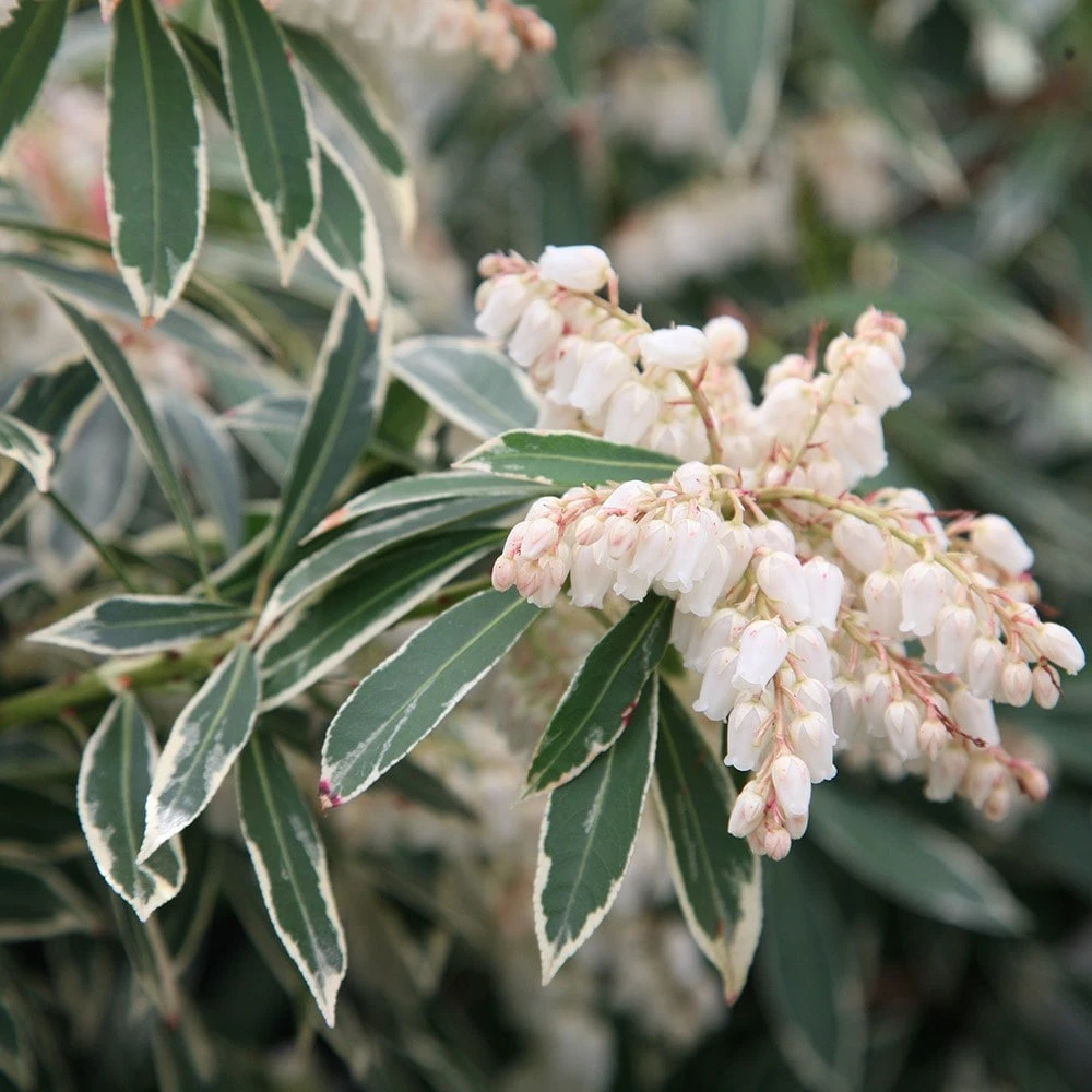 Pieris 'Flaming Silver' 3 Pieris 'Flaming Silver' - Image 3