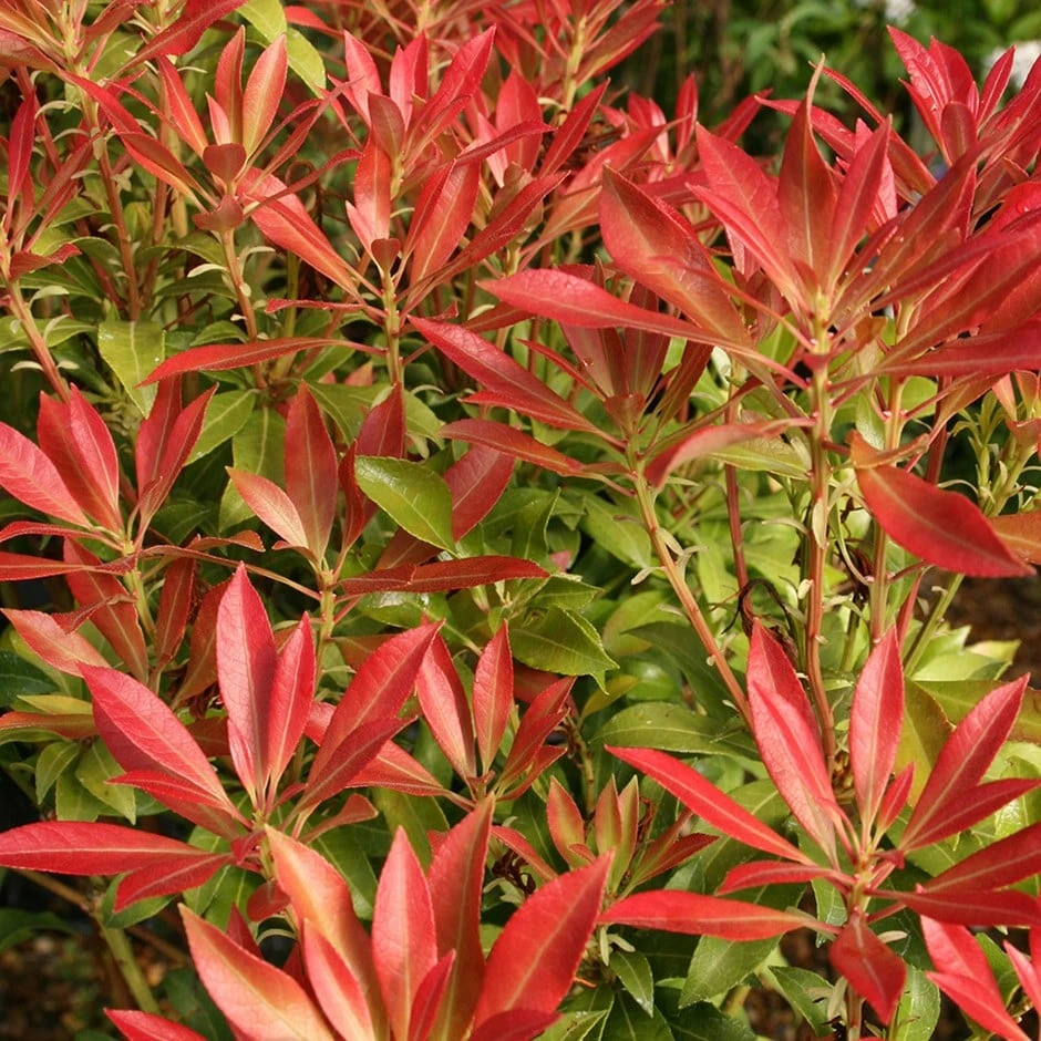 Pieris 'Forest Flame' 1 Pieris 'Forest Flame'