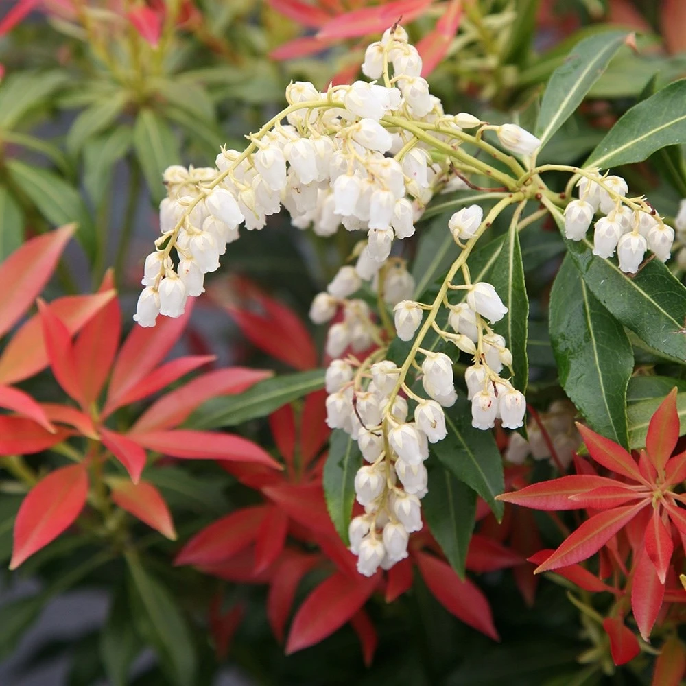 Pieris 'Forest Flame' 2 Pieris 'Forest Flame' - Image 2