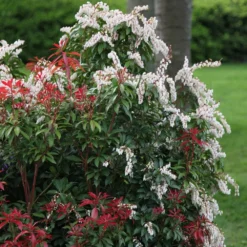 Pieris 'Forest Flame' 5 Pieris 'Forest Flame' -Cheap Plants Store pl0000004237 card3 lg