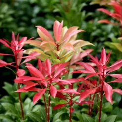Pieris Japonica 'Mountain Fire'