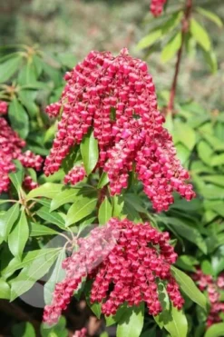 Pieris Japonica 'Valley Valentine' -Cheap Plants Store pl0000004244 card3 lg