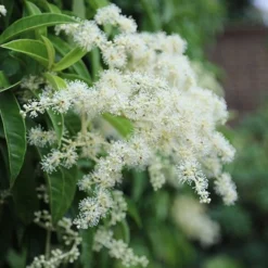 Pileostegia Viburnoides -Cheap Plants Store pl0000004247 card3 lg