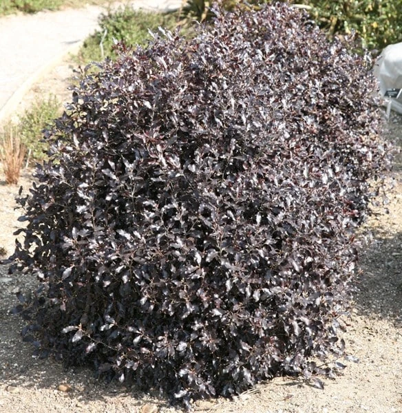 Pittosporum Tenuifolium 'Tom Thumb' 2 Pittosporum Tenuifolium 'Tom Thumb' - Image 2