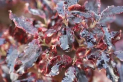 Pittosporum Tenuifolium 'Tom Thumb' 9 Pittosporum Tenuifolium 'Tom Thumb' -Cheap Plants Store pl0000004262 card4 lg