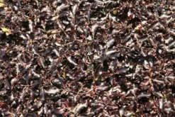 Pittosporum Tenuifolium 'Tom Thumb' 10 Pittosporum Tenuifolium 'Tom Thumb' -Cheap Plants Store pl0000004262 card5 lg