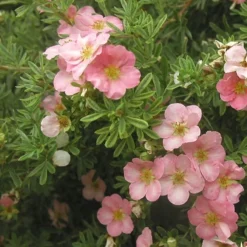 Potentilla Fruticosa 'Pink Beauty' (PBR) -Cheap Plants Store pl0000004280 card3 lg