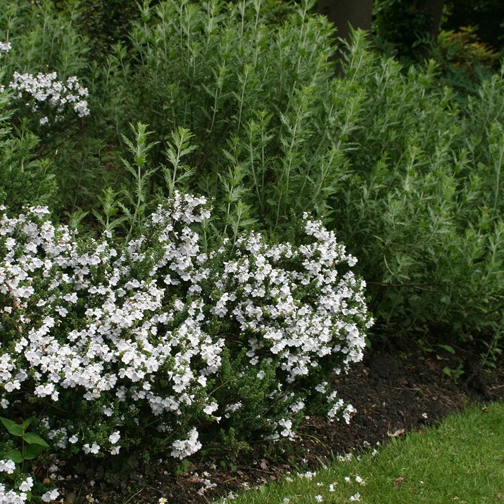 Prostanthera Cuneata 2 Prostanthera Cuneata - Image 2