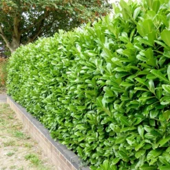 Prunus Laurocerasus 'Rotundifolia'