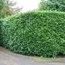 Prunus Laurocerasus 'Rotundifolia' -Cheap Plants Store pl0000004306 card4 lg