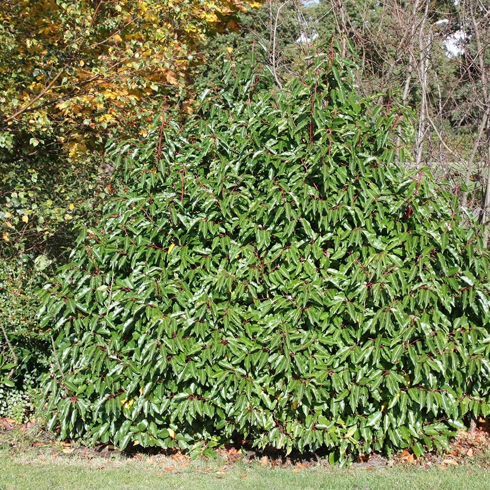 Prunus Lusitanica 2 Prunus Lusitanica - Image 2