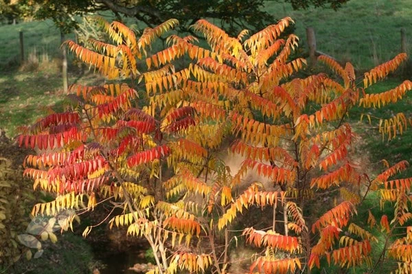 Rhus Typhina 2 Rhus Typhina - Image 2