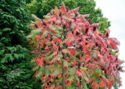 Rhus Typhina 8 Rhus Typhina -Cheap Plants Store pl0000004323 card3 lg