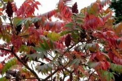 Rhus Typhina 9 Rhus Typhina -Cheap Plants Store pl0000004323 card4 lg