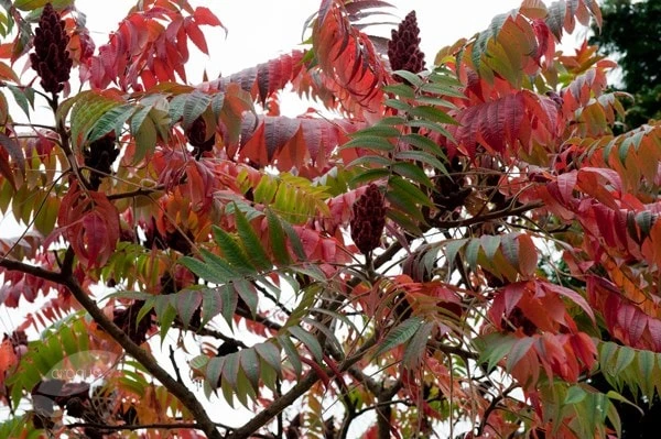 Rhus Typhina 4 Rhus Typhina - Image 4