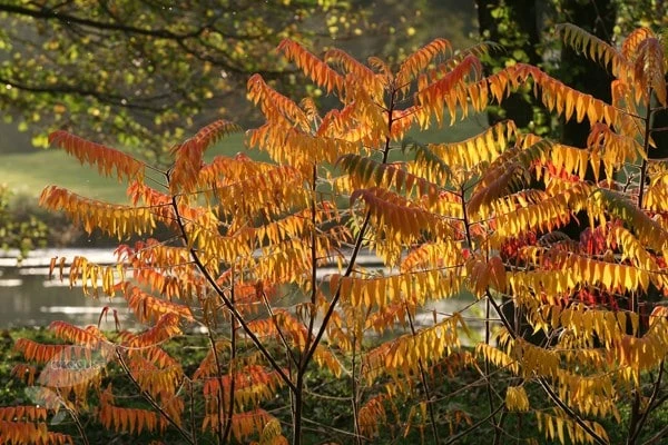 Rhus Typhina 5 Rhus Typhina - Image 5