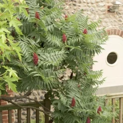 Rhus Typhina 11 Rhus Typhina -Cheap Plants Store pl0000004323 card6 lg