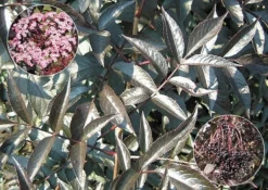 Sambucus Nigra F. Porphyrophylla 'Gerda' (PBR) -Cheap Plants Store pl0000004353 card3 lg