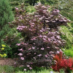 Sambucus Nigra F. Porphyrophylla 'Gerda' (PBR) -Cheap Plants Store pl0000004353 card4 lg