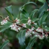 Sarcococca Hookeriana Var. Digyna