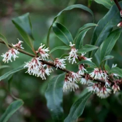 Sarcococca Hookeriana Var. Digyna