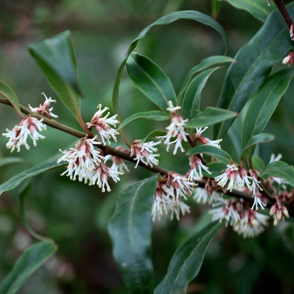 Sarcococca Hookeriana Var. Digyna 1 Sarcococca Hookeriana Var. Digyna