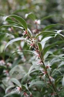 Sarcococca Hookeriana Var. Digyna 6 Sarcococca Hookeriana Var. Digyna -Cheap Plants Store pl0000004368 card3 lg
