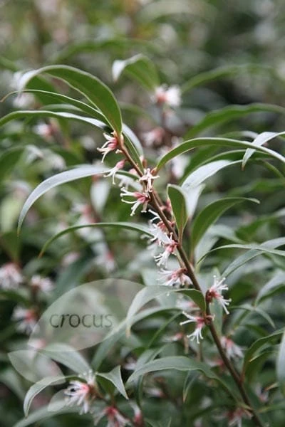Sarcococca Hookeriana Var. Digyna 3 Sarcococca Hookeriana Var. Digyna - Image 3