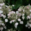 Schizophragma Hydrangeoides