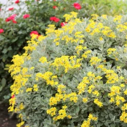 Brachyglottis (Dunedin Group) 'Sunshine' -Cheap Plants Store pl0000004376 card3 lg