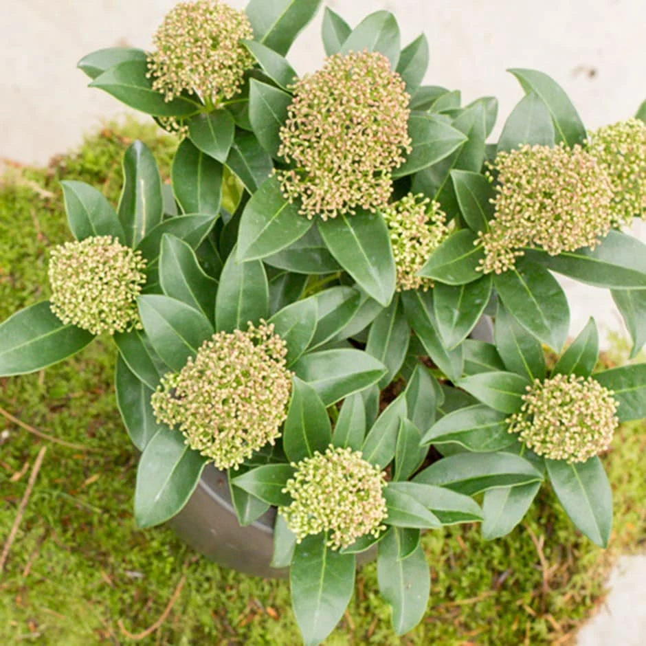 Skimmia Japonica 'Fragrant Cloud' (male) 1 Skimmia Japonica 'Fragrant Cloud' (male)