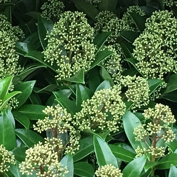 Skimmia Japonica 'Fragrant Cloud' (male) 2 Skimmia Japonica 'Fragrant Cloud' (male) - Image 2