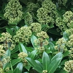 Skimmia Japonica 'Fragrant Cloud' (male) 5 Skimmia Japonica 'Fragrant Cloud' (male) -Cheap Plants Store pl0000004382 card3 lg