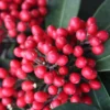 Skimmia Japonica Subsp. Reevesiana (hermaphrodite)