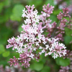 Syringa Meyeri 'Palibin' 5 Syringa Meyeri 'Palibin' -Cheap Plants Store pl0000004435 card3 lg