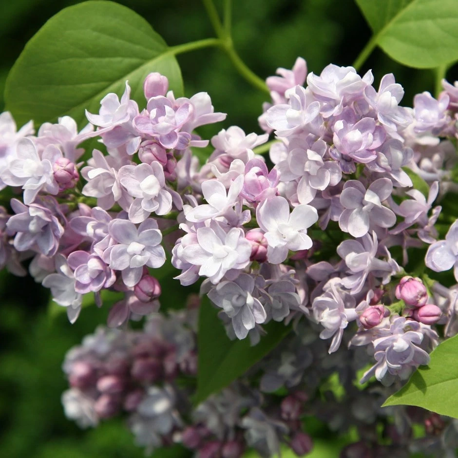 Syringa Vulgaris 'Katherine Havemeyer' 1 Syringa Vulgaris 'Katherine Havemeyer'