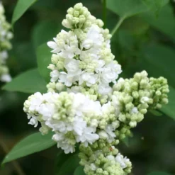 Syringa Vulgaris 'Madame Lemoine' 5 Syringa Vulgaris 'Madame Lemoine' -Cheap Plants Store pl0000004449 card3 lg