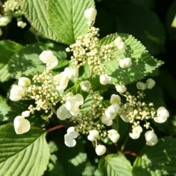 Viburnum Plicatum F. Tomentosum 'Mariesii'