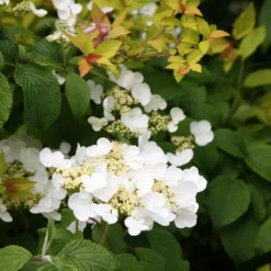 Viburnum Plicatum F. Tomentosum 'Mariesii' -Cheap Plants Store pl0000004476 card4 lg