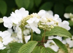 Viburnum Plicatum F. Tomentosum 'Mariesii' -Cheap Plants Store pl0000004476 card5 lg