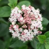 Viburnum Tinus 'Eve Price'
