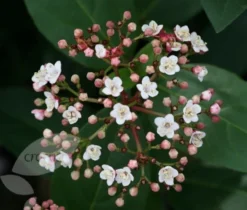 Viburnum Tinus 'Eve Price' 7 Viburnum Tinus 'Eve Price' -Cheap Plants Store pl0000004483 card4 lg