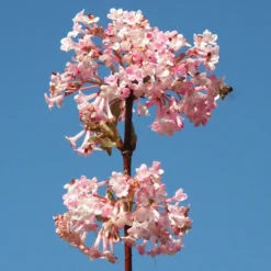 Viburnum × Bodnantense 'Charles Lamont' -Cheap Plants Store pl0000004488 card4 lg