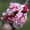 Viburnum × Bodnantense 'Dawn'