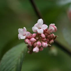 Viburnum × Bodnantense 'Dawn' -Cheap Plants Store pl0000004489 card3 lg