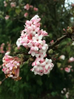 Viburnum × Bodnantense 'Dawn' -Cheap Plants Store pl0000004489 card4 lg